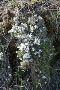 Moss Phlox - Wild flowers in Dinosaur Provincial Park