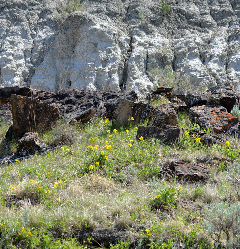 Wildflowers in Dinosaur Provincial Park Alberta